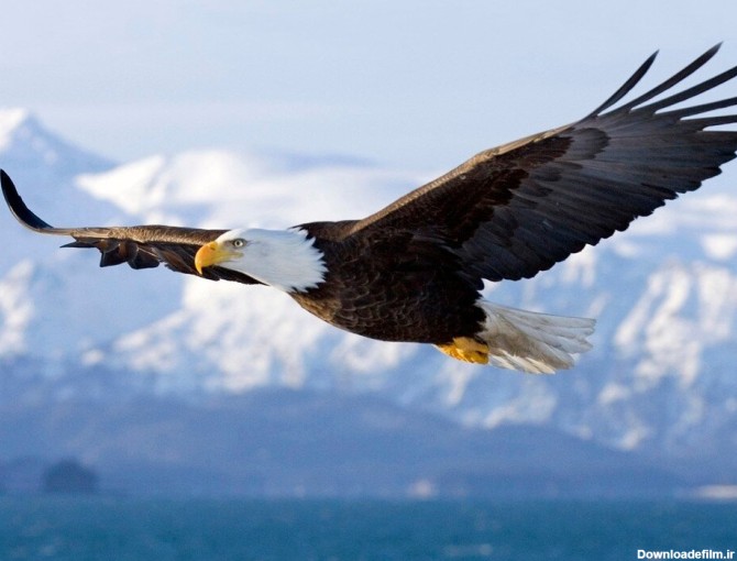 ببینید | تصاویری حیرت‌انگیز از قلب آسمان روی شانه‌های یک عقاب!