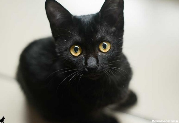 عکس گربه های سیاه رنگ