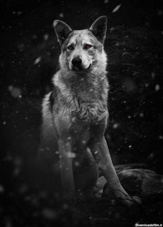 تصاویر گرگ سیاه در برف