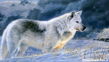 متن های زیبا و فلسفی درباره گرگ