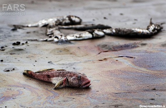 فرارو | (تصاویر) مرگ هزاران ماهی در ساحل خزر