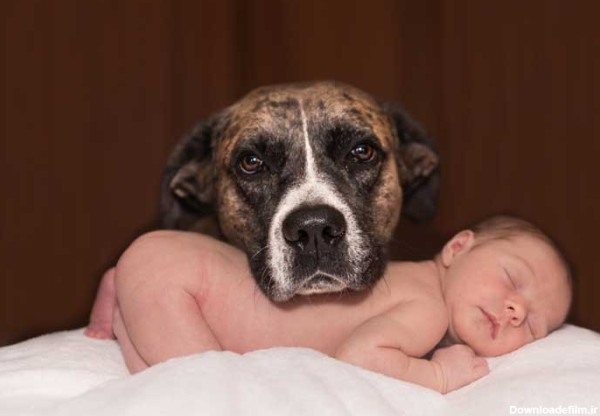 دانلود عکس سگ و نوزاد