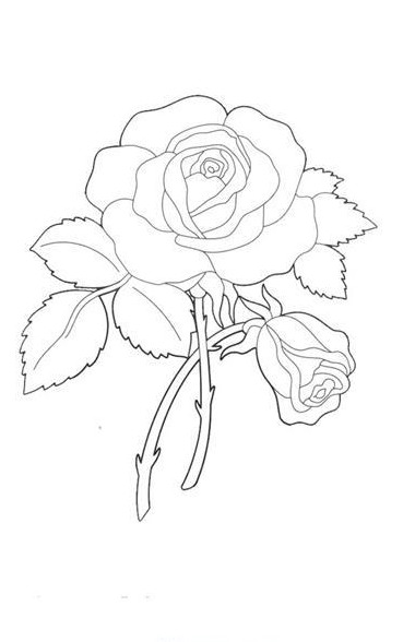 نقاشی گل رز ؛ عکس نقاشی گل رز آسان و سخت برای سنین مختلف - دلبرانه
