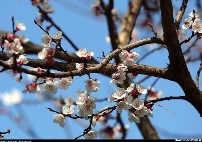 شکوفه های بهاری در اصفهان به روایت تصویر - تسنیم