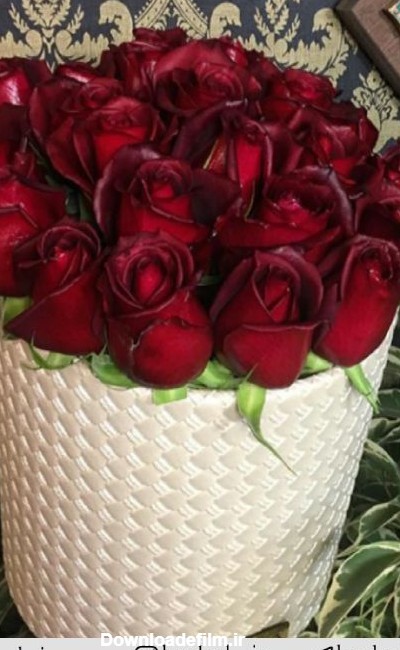 جعبه گل رز قرمز هلندی | شیرازکادول : فروش کادو و گل در شیراز