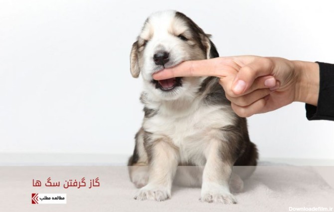 گاز گرفتن سگ ها (علت، جلوگیری و مراقبت) | دنیای حیوانات