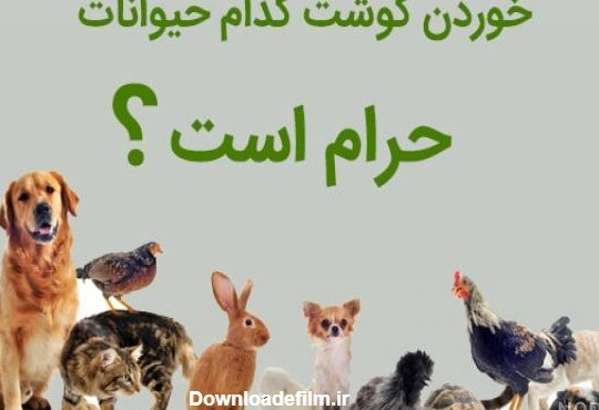 عکس حیوانات حلال گوشت - عکس نودی