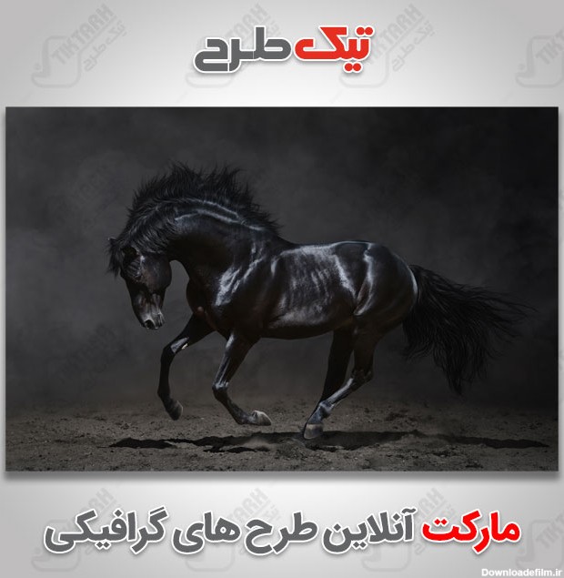 دانلود عکس با کیفیت اسب سیاه | تیک طرح مرجع گرافیک ایران