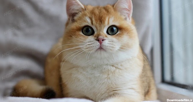 معرفی کامل گربه بریتیش؛ محبوب‌ترین نژاد گربه بریتانیایی - آرکوپت