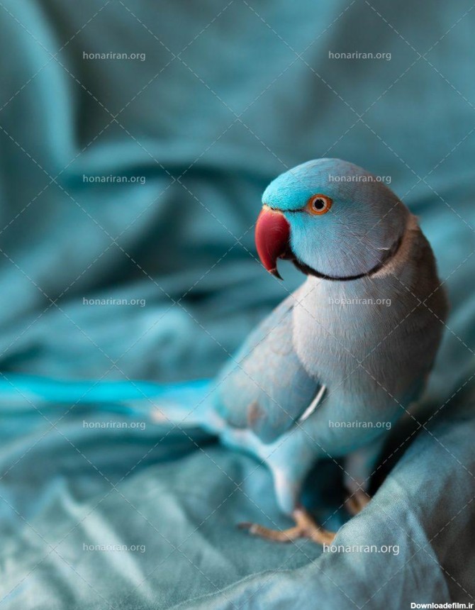 عکس با کیفیت طوطی ملنگو زیبا به رنگ آبی - نمایشگاه هنر ایران
