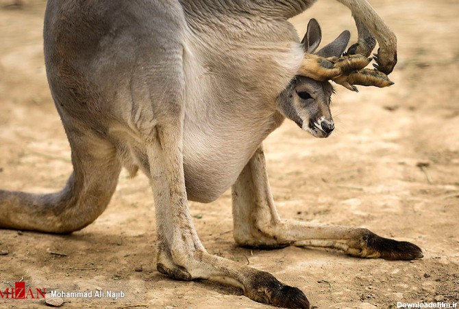 شرایط مساعد نخستین کانگورو قرمز ایران در باغ وحش ارم/ فراهم شدن شرایط بازدید از کانگورو تازه متولد شده