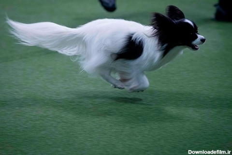 سگ مسابقه در حال دویدن برای کسب امتیاز در ماده سرعت و دقت
