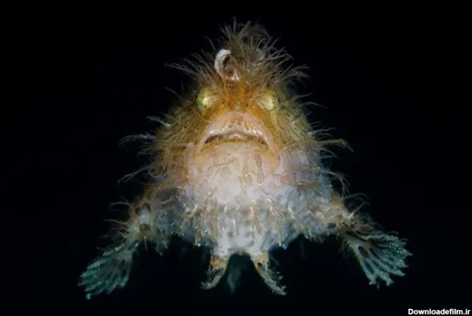 موجودات دریایی عجیب که چهره‌های ترسناکی دارند + تصاویر