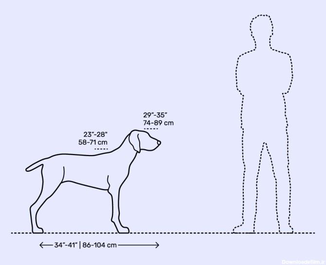 مقایسه اندازه سگ پوینتر با انسان