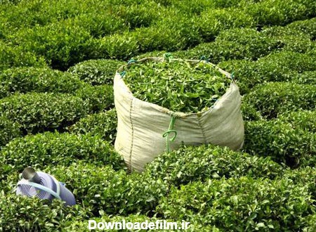 برداشت و فرآوری چای در لاهیجان (عکس)