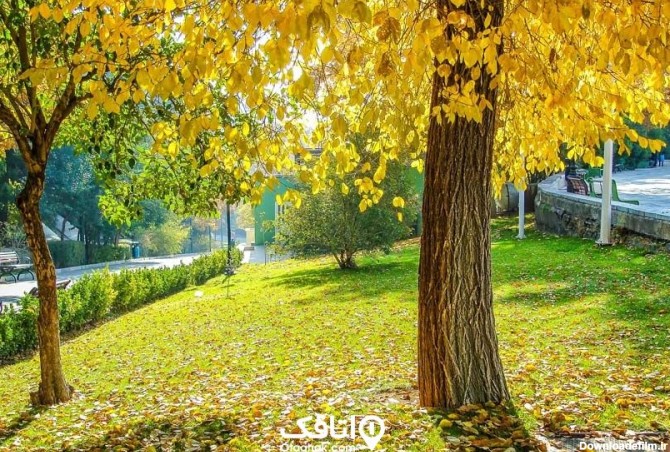 درخت با برگ های زرد در بلوار