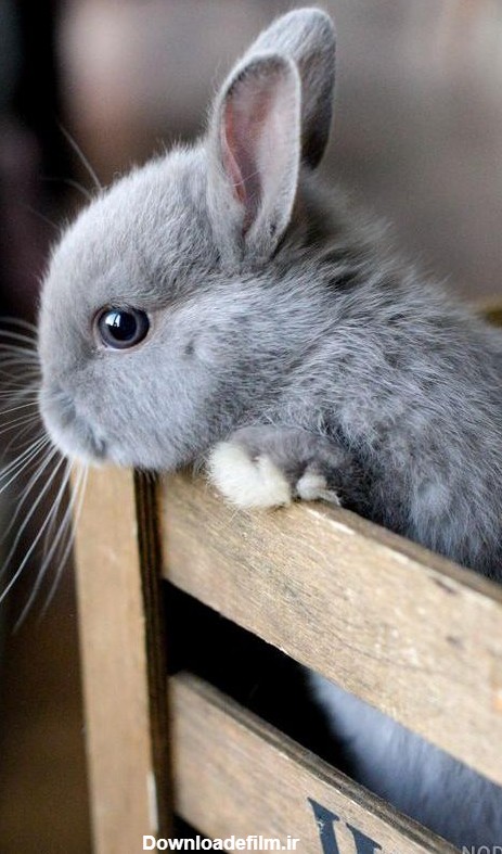 عکس خرگوش طوسی سفید