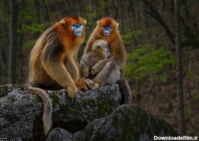 میمون های دماغ سربالا | عکس روز کارناوال ☀️ کارناوال
