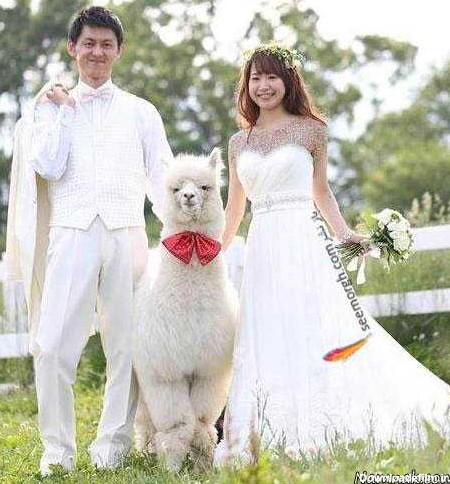عجیب ترین ساقدوش عروس و داماد! + تصاویر
