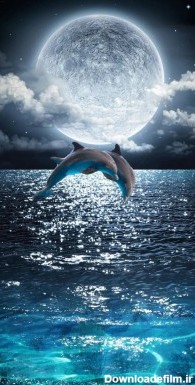 عکس زمینه دلفین و شب دریا پس زمینه | والپیپر گرام