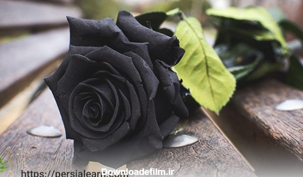 گل رز سیاه (مشکی) + نماد گل رز سیاه + عکس | پرشیالرن
