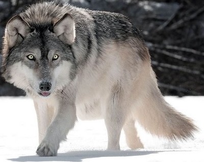 تحقیق در مورد گرگ خاکستری بزرگترین گرگ جهان - Happypet