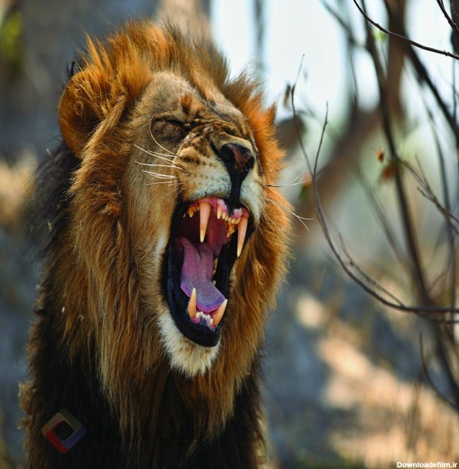 عکس شیر سلطان جنگل | The Lion King of the Jungle | حیوانات ...
