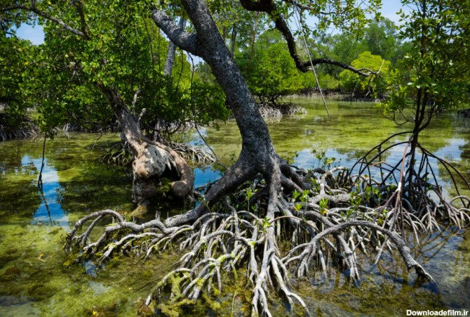 جنگل‌های حرا در جزیرۀ قشم یکی از شگفتی‌های طبیعت - مجله گردشگری میزبون
