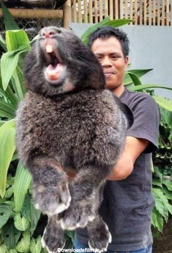 آخرین خبر | بزرگترین خرگوش جهان