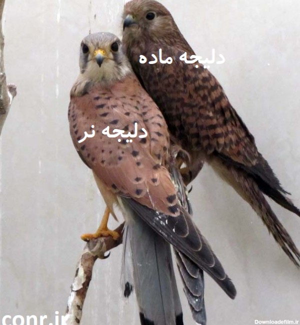 پرنده شکاری دلیجه|تربیت کردن دلیجه :: قوشبازی در ایران | پرندگان شکاری