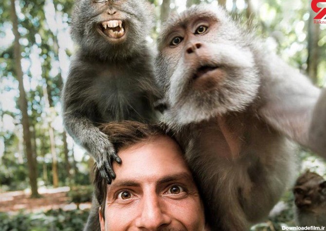 خنده دارترین سلفی میمون ها+ عکس