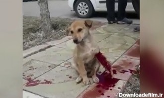 فیلم | کمک‌رسانی پلیس و مردم به سگی که کتک خورده بود