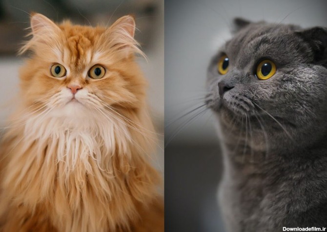 مقایسه گربه اسکاتیش با پرشین - پت شاپ اسکای پت