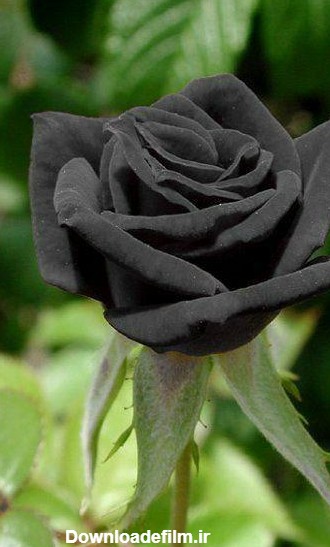 گالری عکس های دیدنی گل رز سیاه | تصاویر گل رز های مشکی زیبا