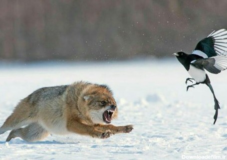 درگیری روباه و زاغ (+عکس)
