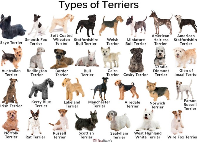 سگ تریر زیرک ترین ها انواع نژاد تریرها و خصوصیات آنها