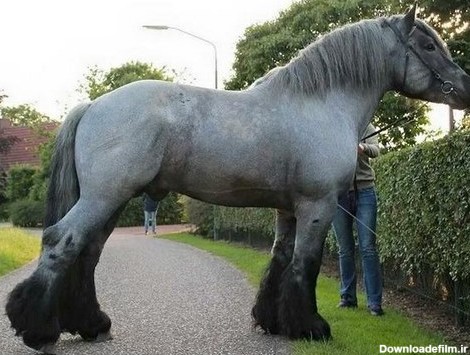 قد بلندترین اسب شایر
