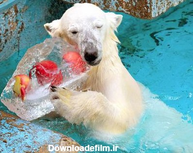 آخرین خبر | غذای خوشمزه خرس قطبی