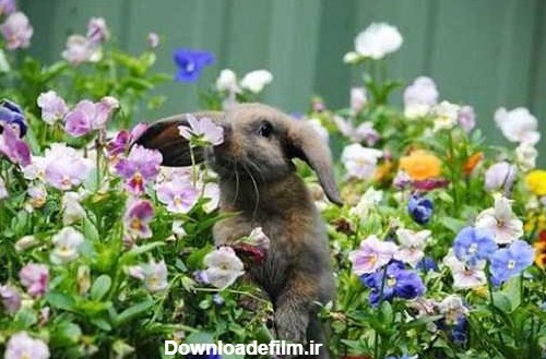عکس حیوانات | عکس حیوانات درحال بو کردن گلها
