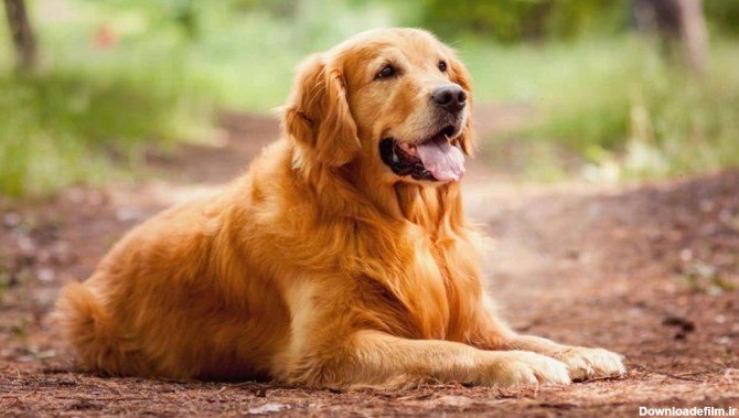 سگ گلدن رتریور | خصوصیات سگ گلدن رتریور - دنیای حیوانات خانگی