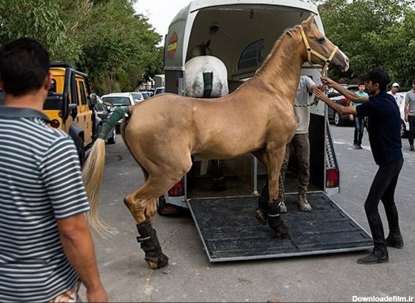 تصاویر/مسابقه پرش با اسب ایرانی