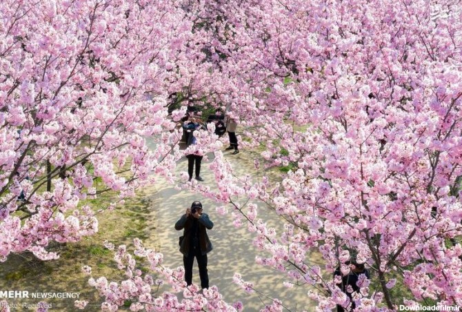 مشرق نیوز - عکس/ فصل شکوفه های گیلاس در ژاپن‎