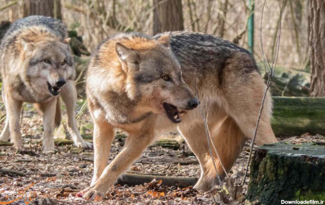 ببینید | نجات اکوسیستم آمریکا با رها کردن ۱۴ گرگ در پارک یلواستون