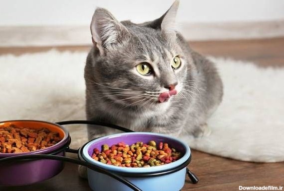 غذای گربه پرشین