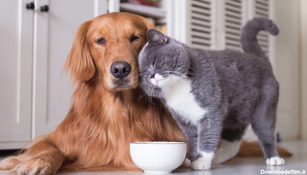 آیا سگ می تواند غذای گربه بخورد؟ - مجله پت خرید