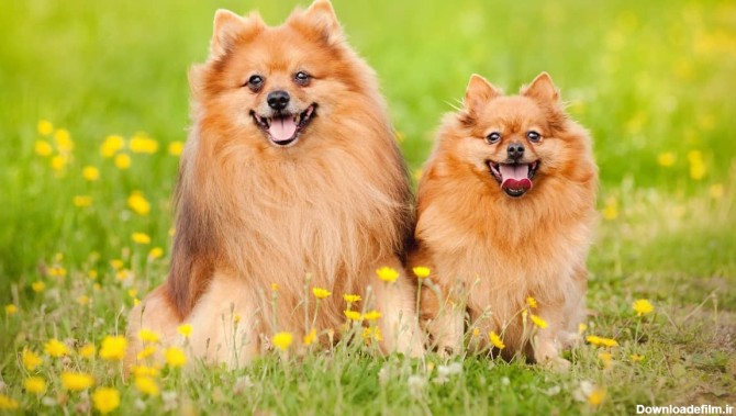 توصيه های مفید برای نگهداری از سگ نژاد پامرانین | پت شاپ یوزاس