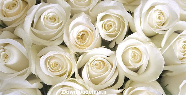 گالری عکس گل رز سفید؛ عکس هایی فوق‌العاده زیبا و با کیفیت | ستاره