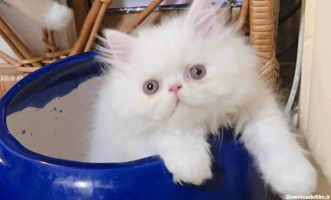 فروش بچه گربه پرشین سفید | کرمان پِت