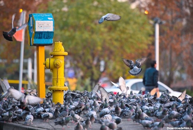 عکس | پرواز کبوترهای شمرونی بر فراز قدیمی‌ترین میدان تهران ...