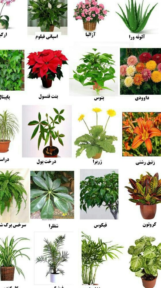 عکس انواع گل طبیعی اپارتمانی